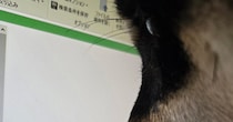 目線の先にあったのは……　PCモニターをじっと見つめる愛犬の横顔が120万表示　「はぁ、かわいい！」「かわいすぎるううう」