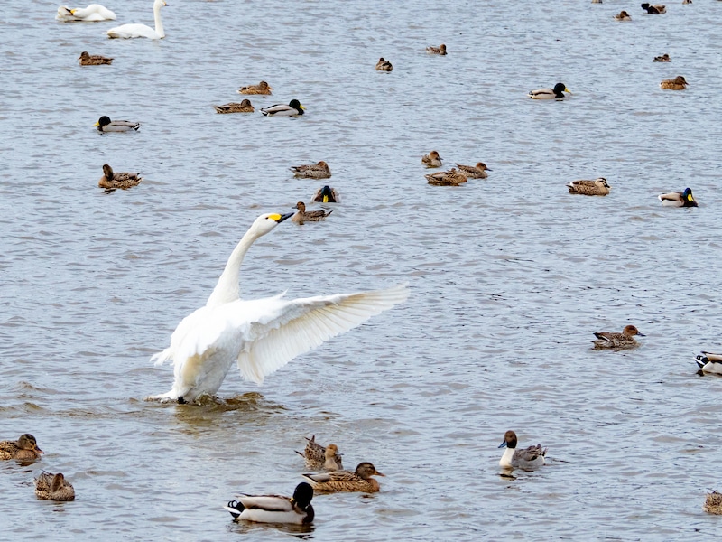 「ガチで初見で読めない」　“千葉県の難読市町村名”ランキング上位に集まった声「一応関東圏なのだが…」「中に隠された宇野昌磨の部分を見逃さなかった」という人も