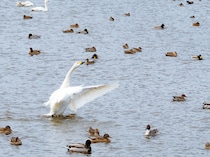 【画像：ランキング29位～1位を見る】