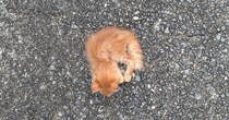 道で見つけたガリガリで、ノミのフンで真っ黒な子猫→半年後……「よくぞここまで」　2000万表示の“現在の姿”に感動の涙