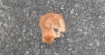 【画像】迎えたときの子猫