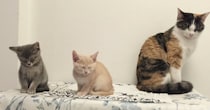 少し距離感がある“子猫2匹と先住猫”→10年後……「あーーーヤバい」　同じ構図のショットが120万再生「泣きそう」