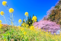 「圧巻でした」全国“春の花絶景ランキング”第1位に絶賛の声　「ものすごい広さ」「大好きで毎年行ってます」「一生に一度は見てみたい」