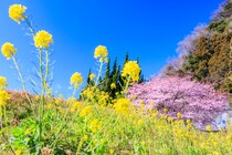 【画像】全国「春の花絶景ランキング」10位～1位を見る