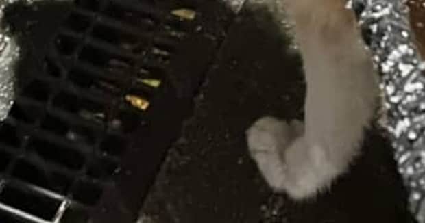 散歩していた秋田犬→上から見ると……　“まさかの姿”に80万表示　「美味しそう」「いい焼き上がり」