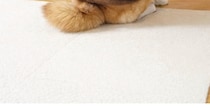 下校中の女子高生に「めっちゃギャルやん!!!」と言われた柴犬、見ると……　300万表示の散歩スタイルに「確かに！」「あげぽよ～」「最高ww」
