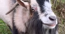 飼い主「散歩だよ！」→ヤギを連れて出発したら……　思わぬ展開に「対戦風景なんですが笑」「初めて見た」