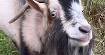【動画】ヤギとの散歩
