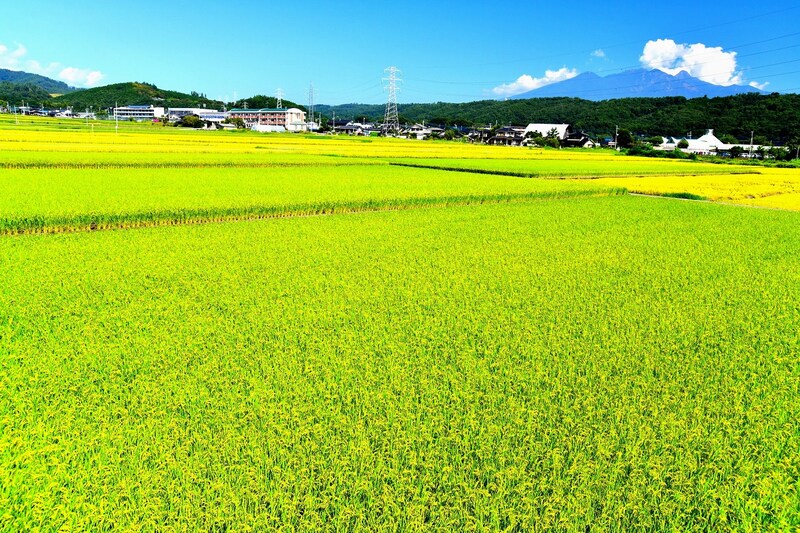 「普通に米炊いたらうますぎてビビった」　本当に住みやすいと思う“山梨県の街”第1位に「春夏秋冬さまざまな景色」「環境が良すぎる」の声