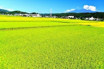 「普通に米炊いたらうますぎてビビった」　本当に住みやすいと思う“山梨県の街”第1位に「春夏秋冬さまざまな景色」「環境が良すぎる」の声