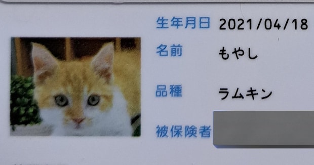 生後すぐ保険証を作った猫→4年後……保険証を切り替えたら「劇的ビフォーアフターだ」「本当同一人物なんですかw？」