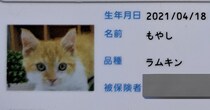 生後すぐ保険証を作った猫→4年後……保険証を切り替えたら「劇的ビフォーアフターだ」「本当同一人物なんですかw？」