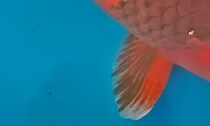 【画像】記事を読む