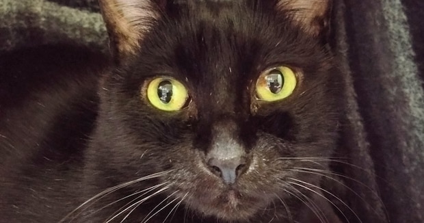 飼い主をジッと見つめる猫ちゃん、そのワケは……「これは反則だろwww」　230万表示の“奇跡の一瞬”に「たまらん」「今年見た写真でいちばん面白い」