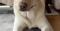 「これ毎日するんですが」　ぐっすり眠る愛犬→よく見たら……　“飼い主困惑の姿”が560万表示　「トムジェリの世界観」「別の生き物」