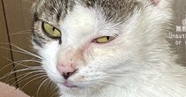 保護された直後は、やつれていた子猫→10カ月後……　見違えた“現在の姿”が2830万表示「まるで別猫」「大変身ですね」