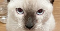 白い猫に“おもち”と命名→3年後……「別猫になってしもた」　100万回表示された“現在の姿”に「そんな変わるんだ！」「すごーい」