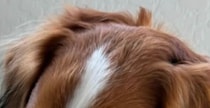 【画像】愛犬デコピンの姿