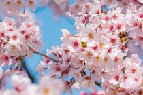 【画像：お花見に行きたい「東京の桜の名所」ランキング25位～1位】