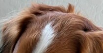 大谷翔平、愛犬・デコピンの“衝撃的な姿”公開し「やらかしたなwwww」「反省してるお顔ですか？」の声【WBC】