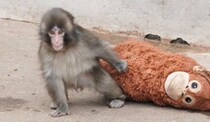 子猿のパンチ、米・ホワイトハウスのSNS投稿にまさかの登場　Googleも“検索時に演出” 「世界中がパンチを応援してる」