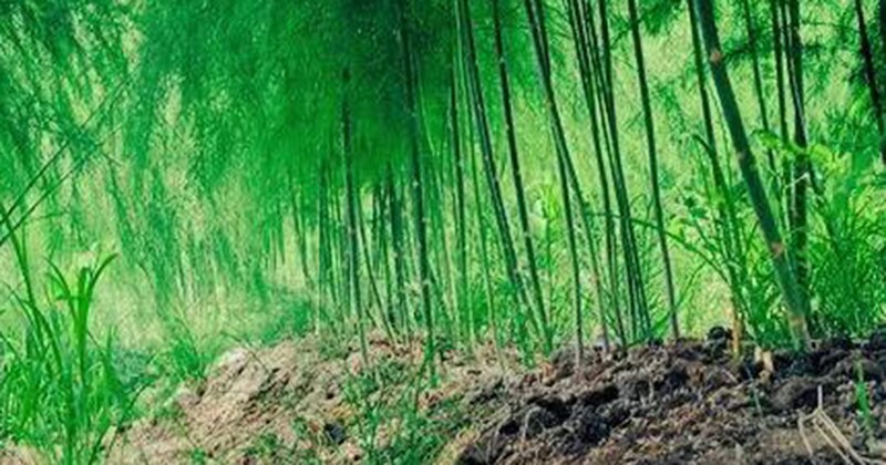 農家が投稿した美しい“竹林”→実は…… “まさかの正体”が140万表示「う、嘘だ……!」「ネタかと思ったらガチだった」