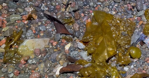 静岡の浜辺で“10年に一度レベル”のありえない光景　打ち上がった生物に「びっくりですね」「かなりいっぱい」