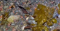 静岡の浜辺で“10年に一度レベル”のありえない光景　打ち上がった生物に「びっくりですね」「かなりいっぱい」