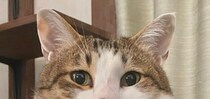 愛猫の写真をSNSに投稿したら……“まさかの指摘”に「8年一緒にいて気づかなったw」飼い主驚く「すごい！！」「鼻にくっきりと……！」