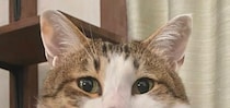 【画像】まさかの指摘で発覚した猫の鼻の柄