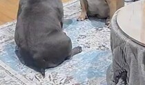 外出中、ペットカメラで愛犬たちをのぞくと……「アカン」　まさかの光景が210万再生「めっちゃ笑いましたｗ」