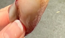 スーパーで買ったゆでヤリイカ→一口かじった瞬間……　思わぬ中身に「むしろ当たりです」「いつもコレ狙ってる」