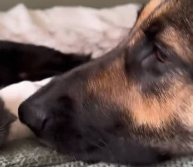 毎朝、“ある習慣”に取り組むジャーマン・シェパード、その“愛らしすぎる姿”に「なんてかわいらしい」「素敵な光景！」と反響【海外】