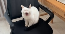 仕事部屋に入ってきた猫→イスに座り込んで……「最後こうなりました」　あるあるすぎる“まさかの結末”に「仕事にならねぇ！w」「幸せな闘争w」