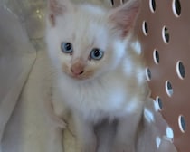 不安そうな子猫を実家で保護→親が愛情をそそぎ6カ月後……　まさかの“お餅化”が150万表示「凄い」「ドラゴンボールに出てなかった？」