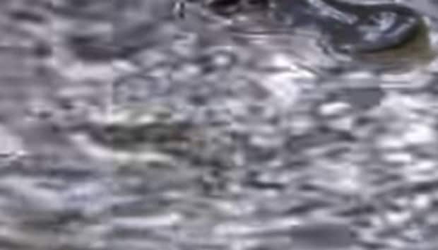 水面がぶくぶくしている池→のぞいたら……「マジか」「うそでしょう？」　現れたまさかの生き物に「あの激レア生物が観られるなんて！」