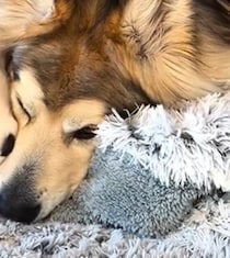 体が大きくて“友達”ができなかった「大型犬」……　初めての“親友”にトコトン甘える姿が「思わず笑顔になる」「友達できて良かったね」【海外】