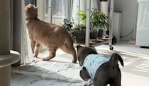 【動画】触れ合う様子