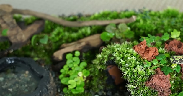 箱の中に生い茂った植物とコケ→紛れ込んでいるのは……　まさかの正体に「こんな綺麗な色の子がいるんや」「幸せでしょうね」