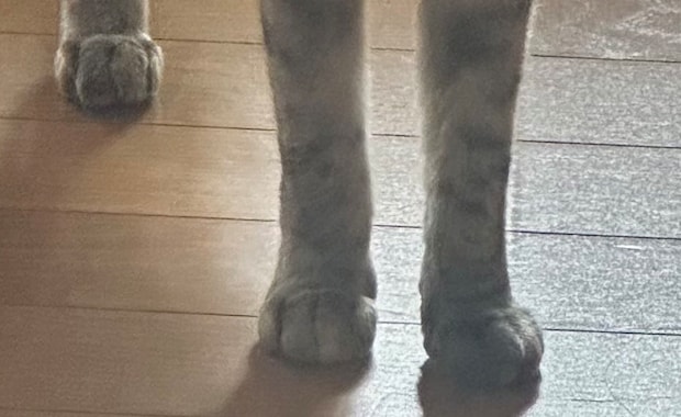 菜々緒のようなビジュアルの猫→保護して9カ月後……　驚きの姿に「えっ、ちょっと待って」「多分途中で入れ替わりましたね笑」