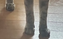 【画像】猫の全身ショット