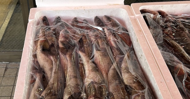 北海道で販売されていた箱いっぱいの“生ほっけ”→よく見たら……「えっ！」　驚きの光景が100万表示「ありえない」「過小評価されすぎだろ」