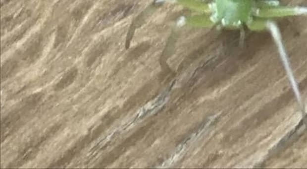 「ソックリ！」妻が夫に似てると言われた“まさかの生き物”に涙が止まらない「咳き込むまで笑いました」