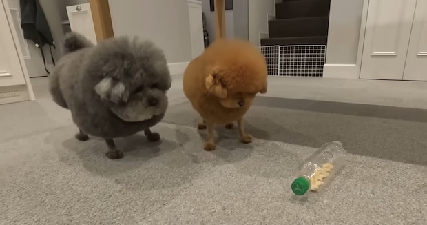 トイプードルの兄弟→知育玩具を与えてみたら……　まさかの結末に飼い主涙「あぁ～」「執念」「ブルドーザーやん」