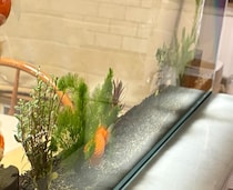 【画像】団子のように並ぶ金魚