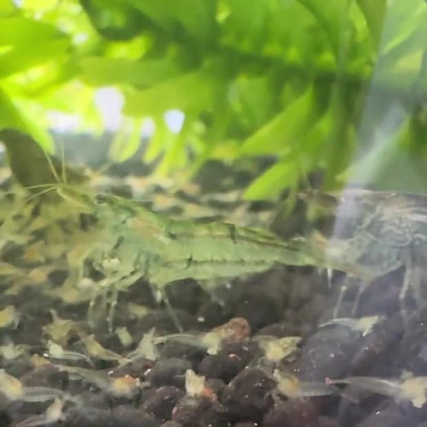 エビ20匹をお迎え→2カ月後、水槽をのぞくと……　「うわーーーー！」想定外の事態に「エグいですね」「なんでだろ？」