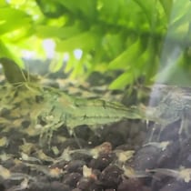 【画像】水槽の中の様子