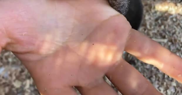 もこもこの服で餌やりをしていたら……「きゃわわわ」 “袖から姿を現した生き物”が560万表示 「身動きできないねぇ」「世界で一番かわいい現象」