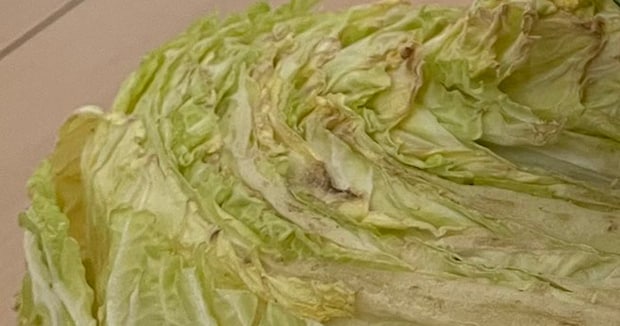 白菜を放置していた漫画家「何が起こっているのかわからない」→見ると……　驚がくの光景が340万表示「どんだけ放置したのww」「たくましい」