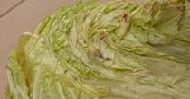 【画像】放置した白菜を見る